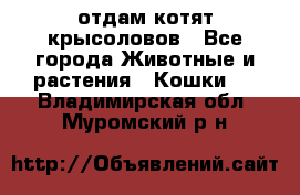 отдам котят крысоловов - Все города Животные и растения » Кошки   . Владимирская обл.,Муромский р-н